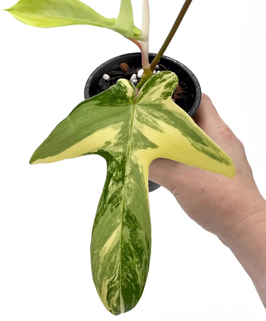 Philodendron Florida Beauty with striking variegated leaves held in hand, ideal for indoor plant collectors. Chalet Boutique, Australia.
