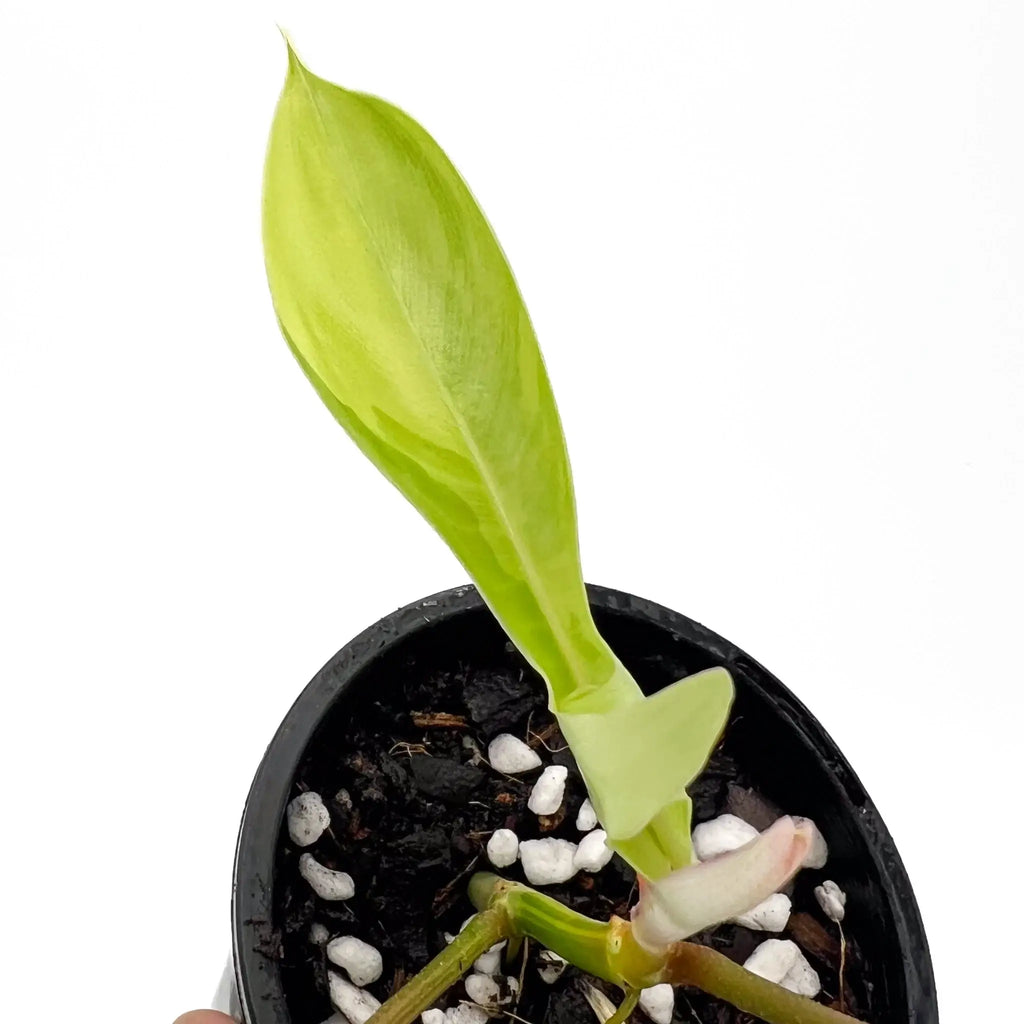 Philodendron Florida Beauty plant with vibrant green, serrated leaves in a black pot, available for purchase at Chalet Boutique, Australia.