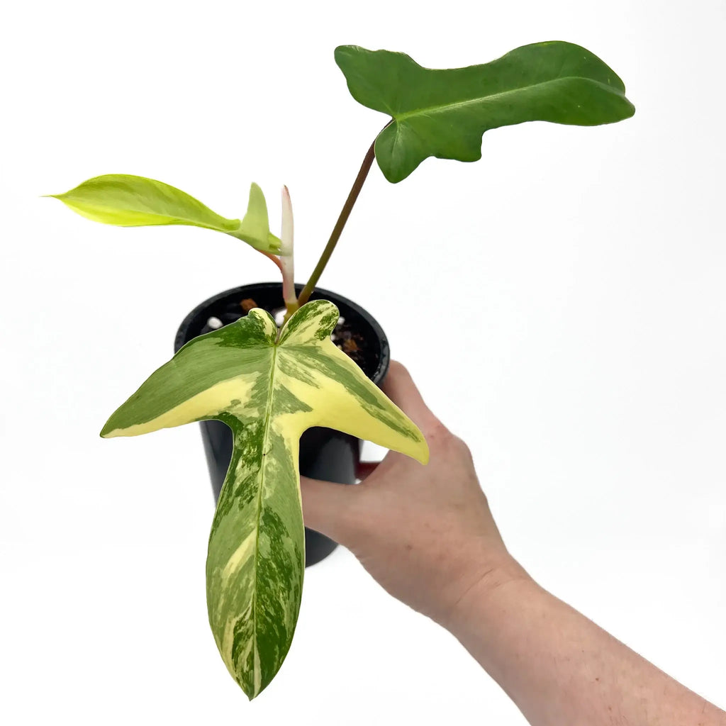 Philodendron Florida Beauty plant with variegated yellow and green leaves in a black pot, perfect for rare indoor plant collectors. Chalet Boutique, Australia.