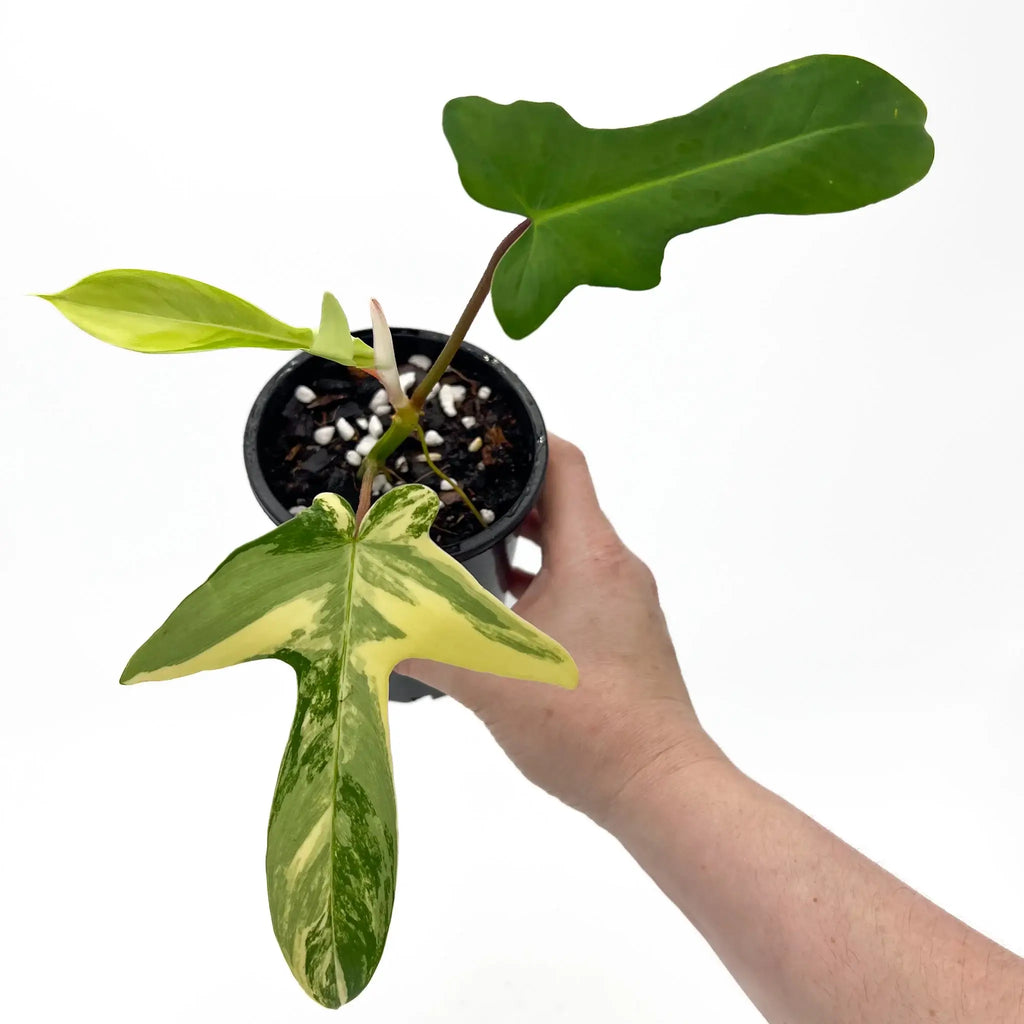 Philodendron Florida Beauty plant with variegated leaves in hand, perfect for indoor plant lovers. Chalet Boutique, Australia.