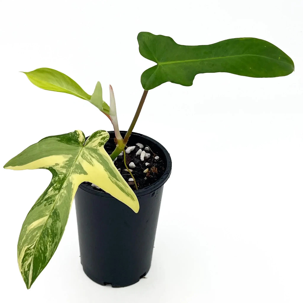 Philodendron Florida Beauty in a black pot with striking variegated leaves, perfect for indoor plant enthusiasts. Chalet Boutique, Australia.