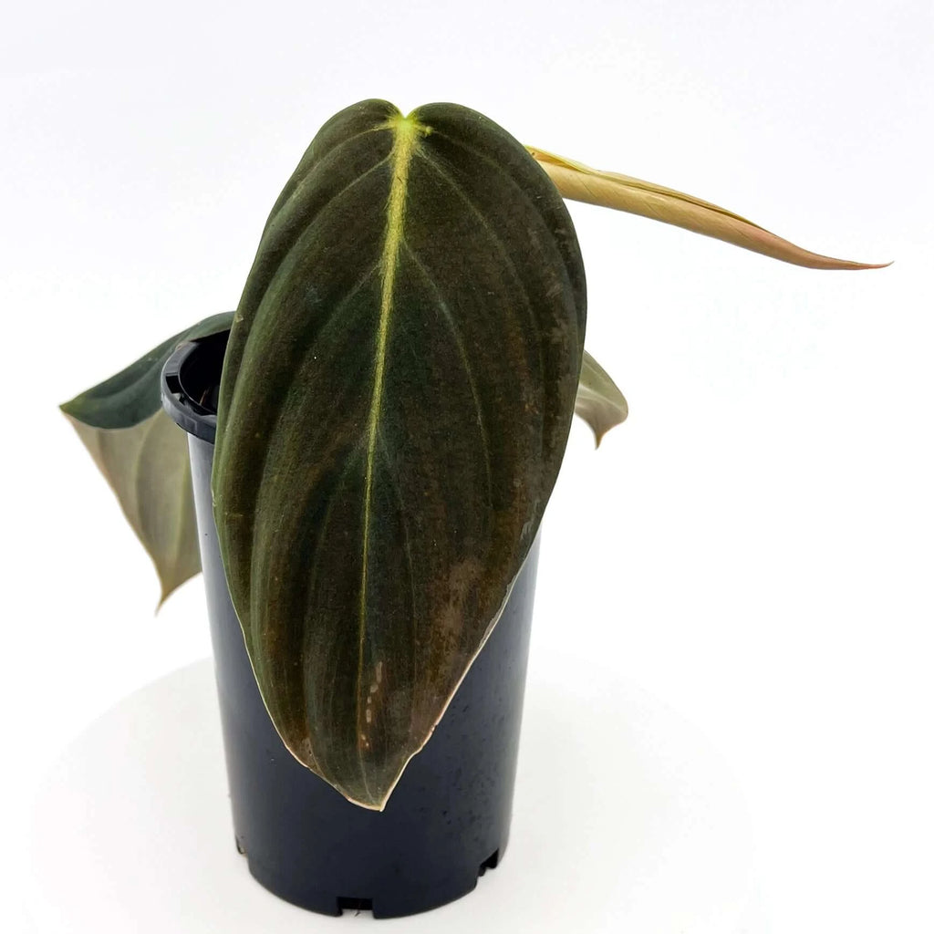 Philodendron Gigas | Indoor Plant | Chalet Boutique - Australia