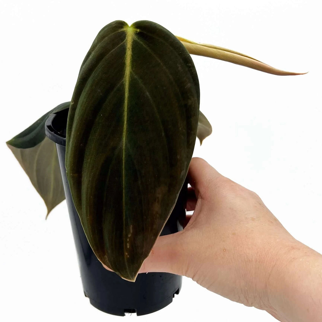 Philodendron Gigas | Indoor Plant | Chalet Boutique - Australia