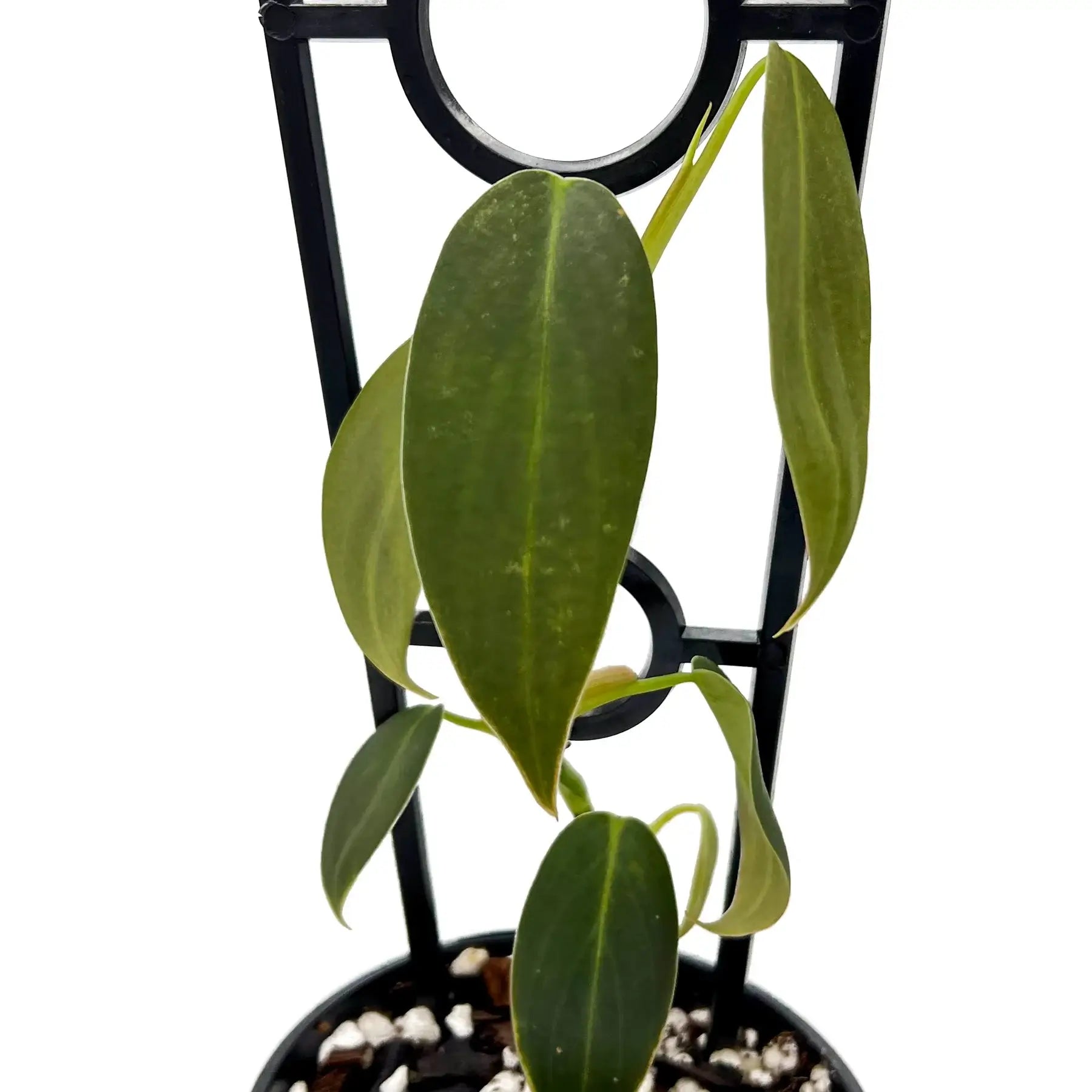 philodendron gigas australia Buy Rare Philodendron Gigas