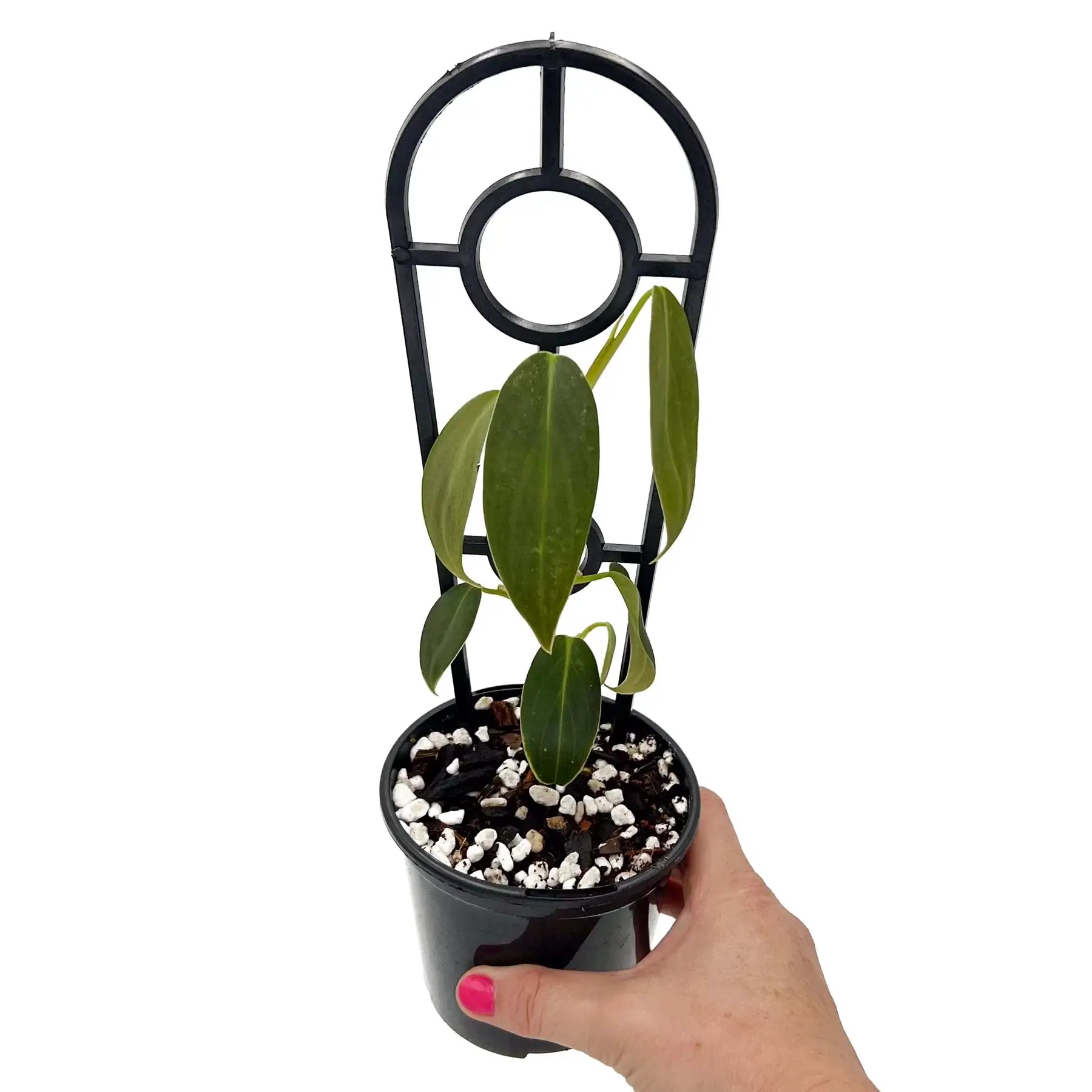 philodendron australian indoor plants Buy Rare Philodendron Gigas