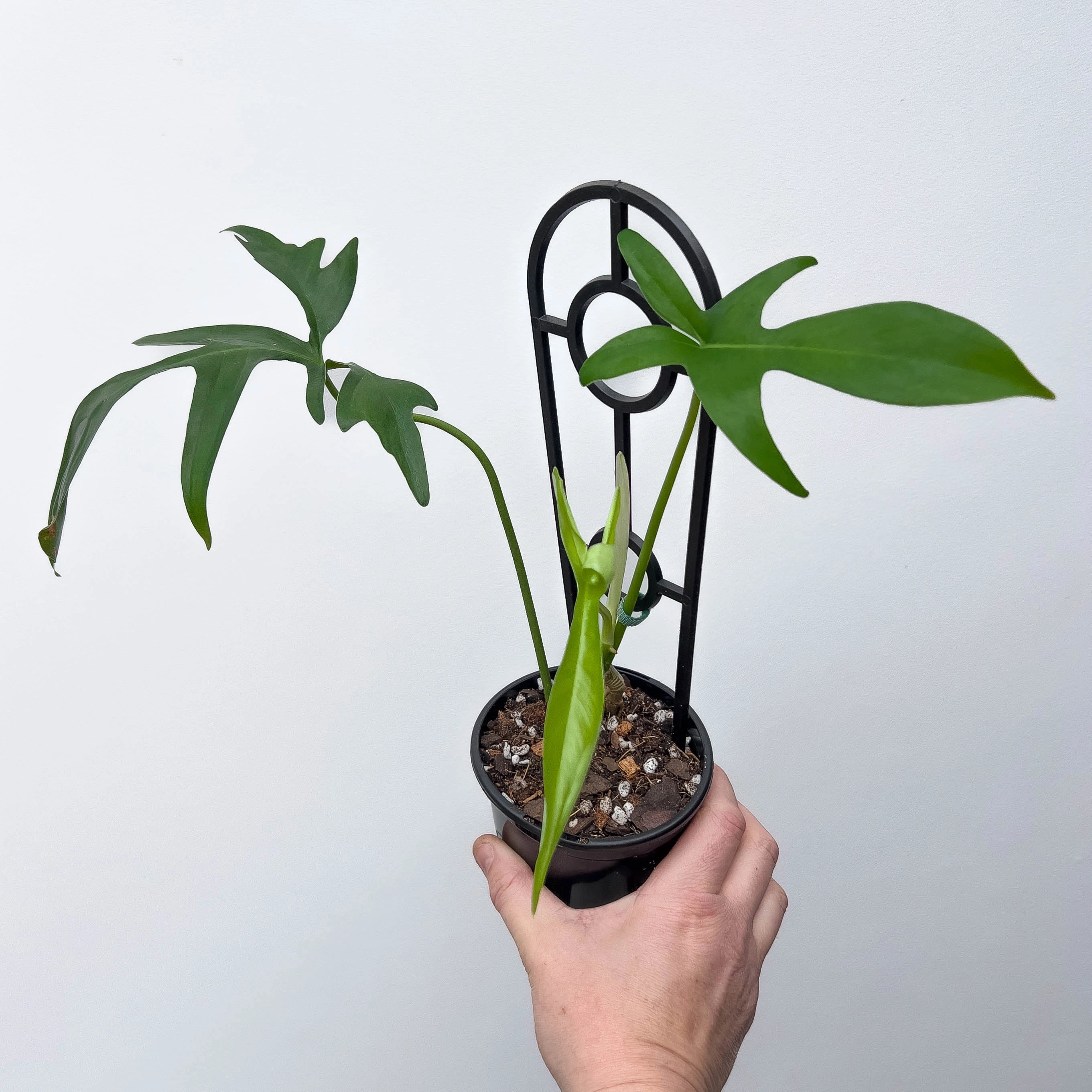 philodendron glad hands Philodendron pedatum 'Glad Hands'