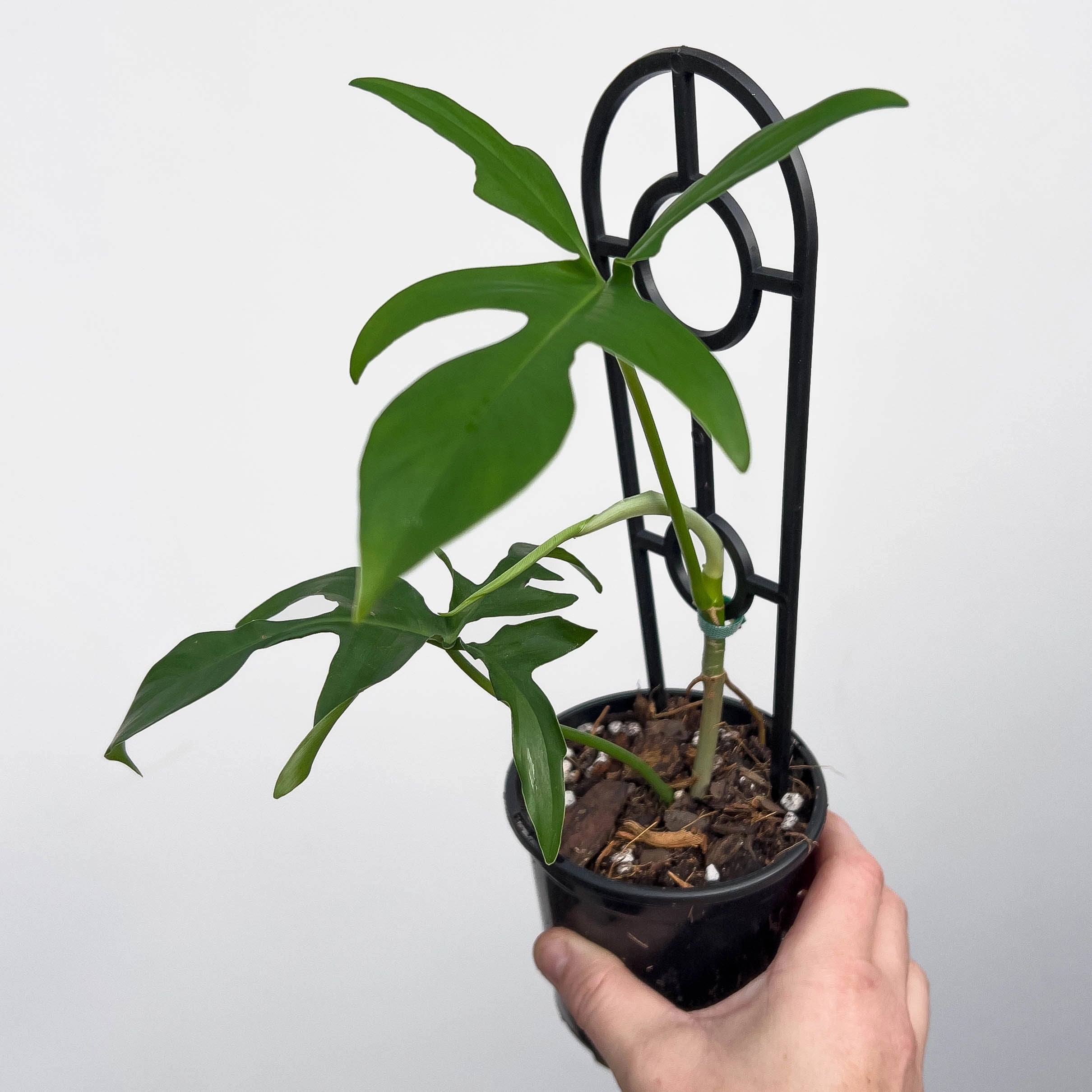 philodendron pedatum narrow Philodendron pedatum 'Glad Hands'