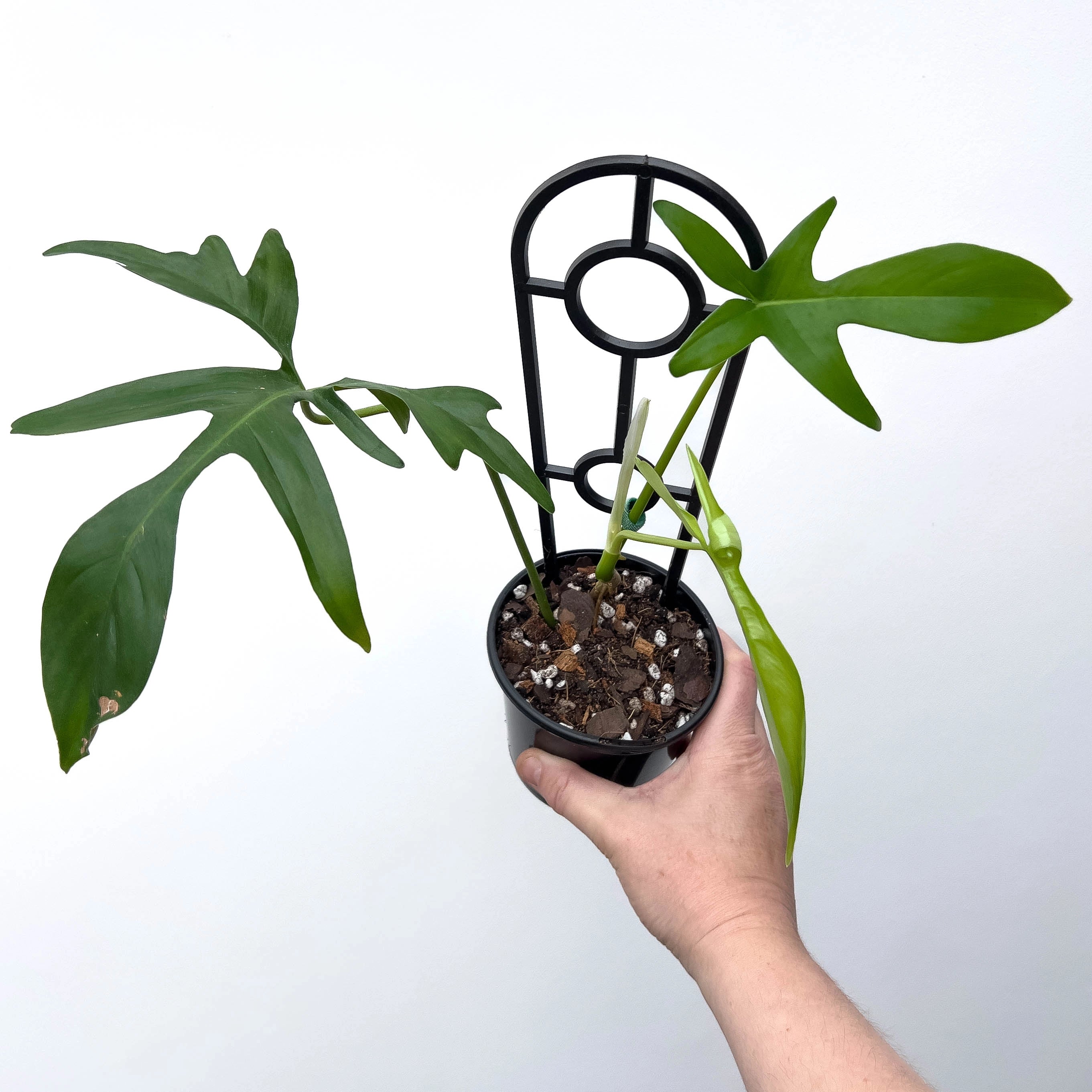 glad hands philodendron care Philodendron pedatum 'Glad Hands'