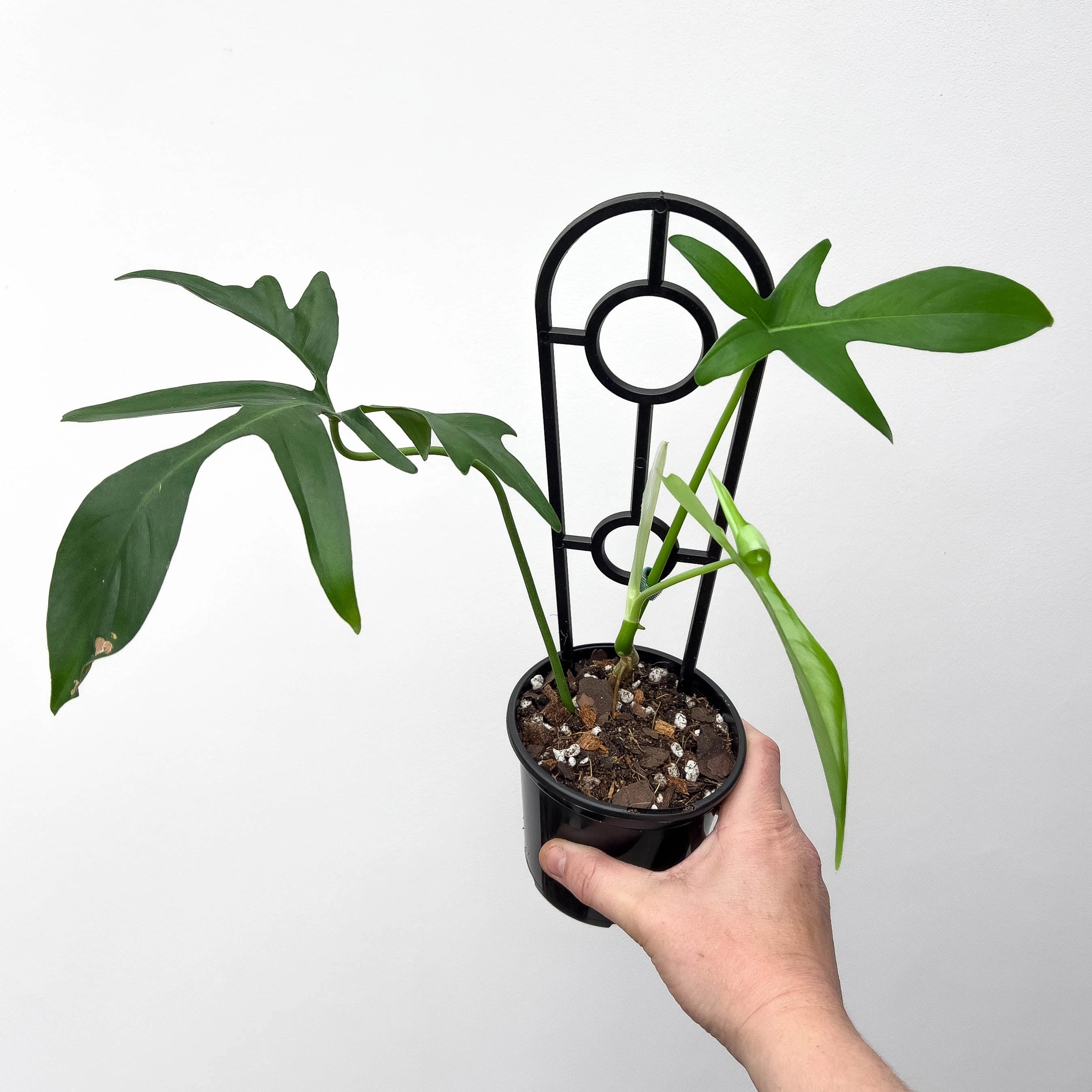 philodendron gladhands care Philodendron pedatum 'Glad Hands'