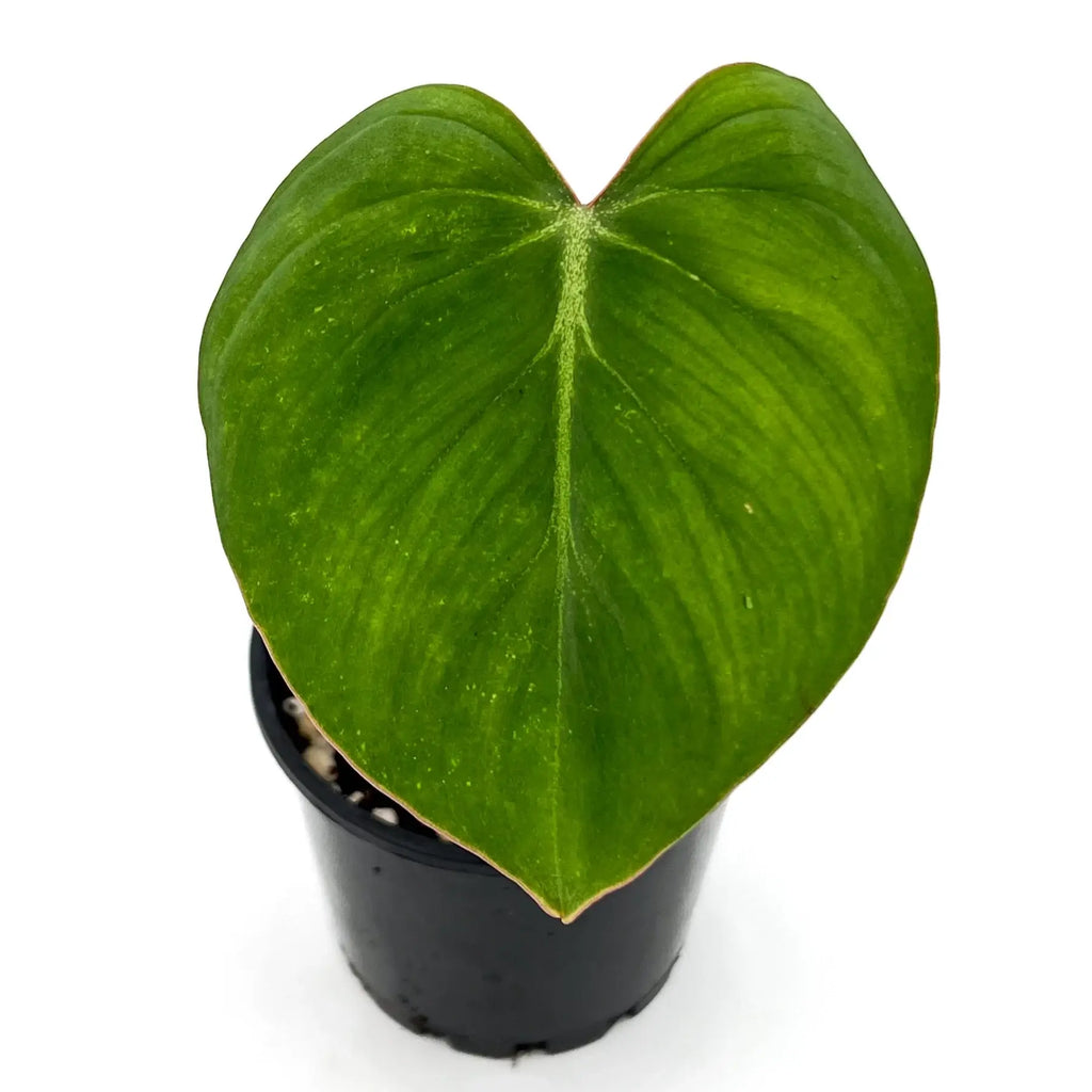 Philodendron gloriosum with large heart-shaped leaf, a rare indoor plant, perfect for Australian plant lovers.