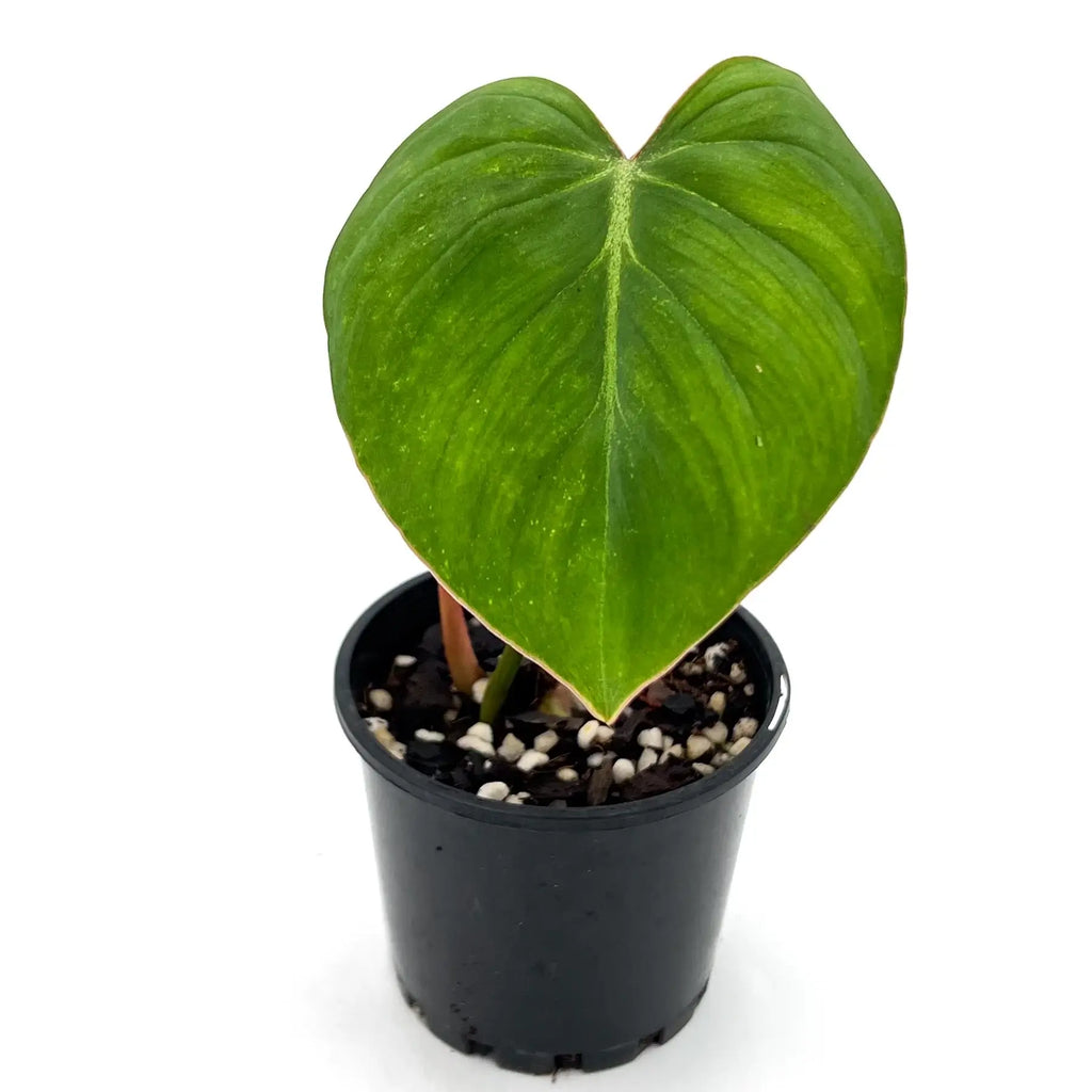 Philodendron gloriosum with heart-shaped leaves in a black pot, perfect for rare indoor plants, shipped in Australia.