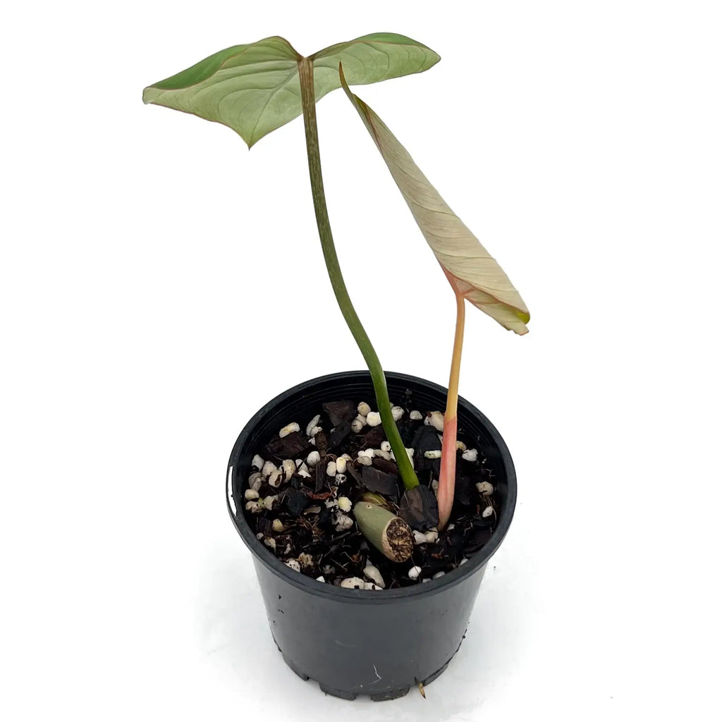 Philodendron gloriosum in pot with heart-shaped leaves, rare indoor plants for Australian plant lovers.