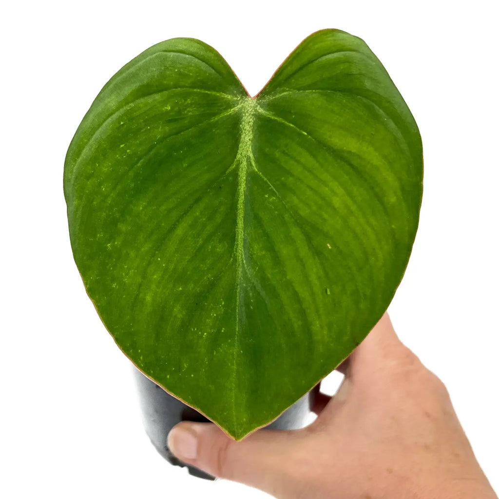 Philodendron gloriosum with large heart-shaped leaves, ideal for rare indoor plants in Australia.