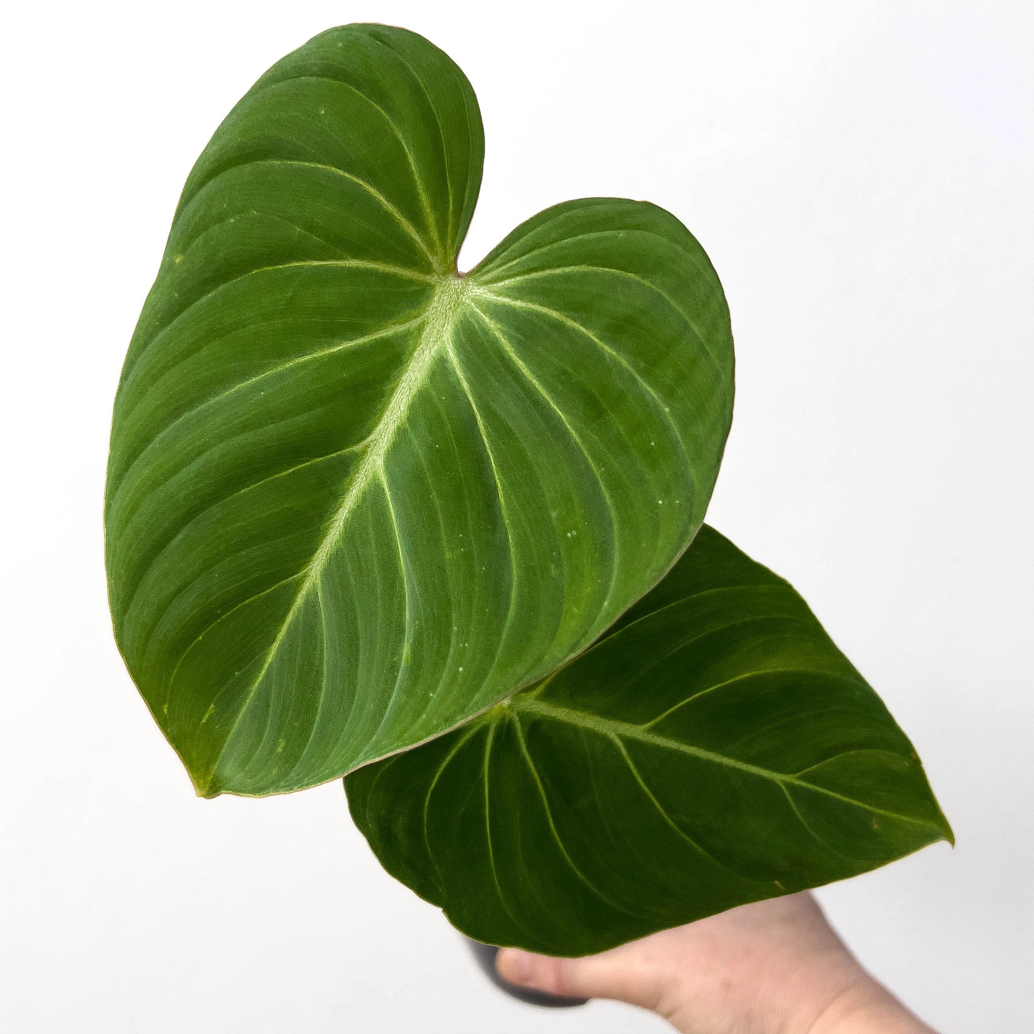 philodendron gloriosum melbourne Buy Philodendron Gloriosum