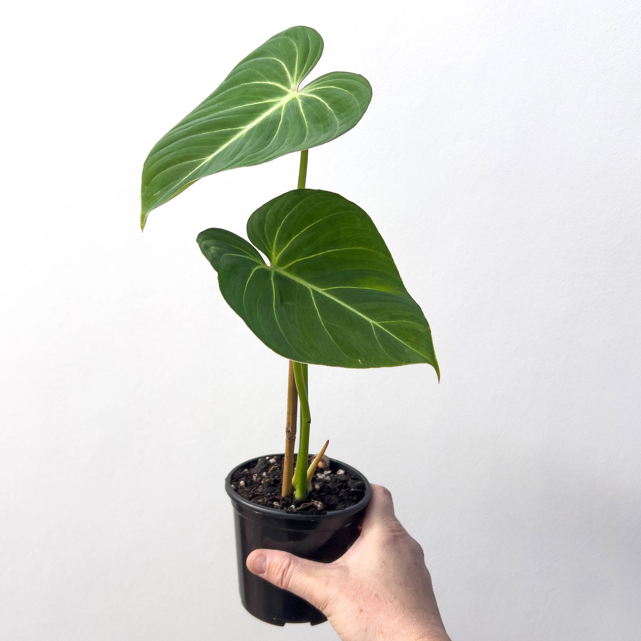 buy philodendron melbourne Buy Philodendron Gloriosum
