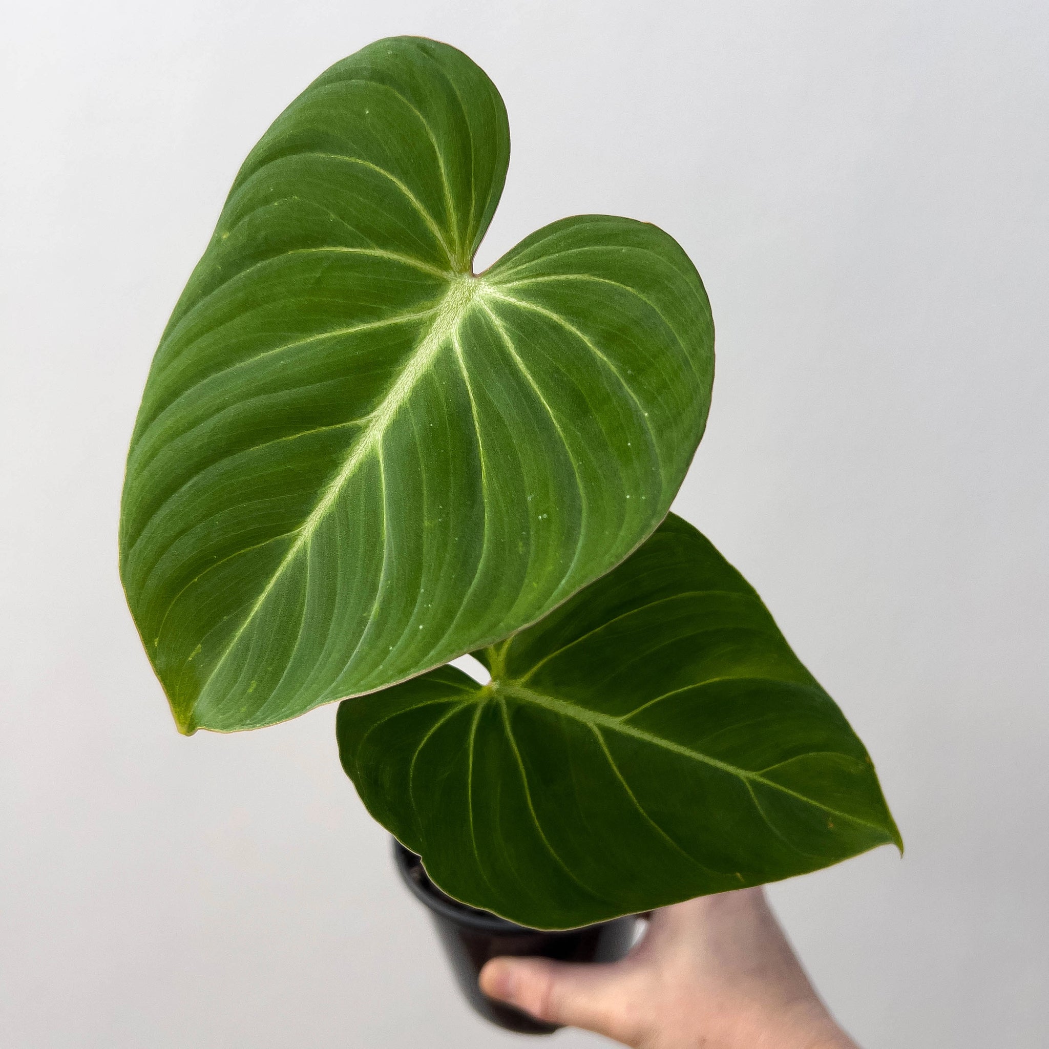philodendron gloriosum australia Buy Philodendron Gloriosum