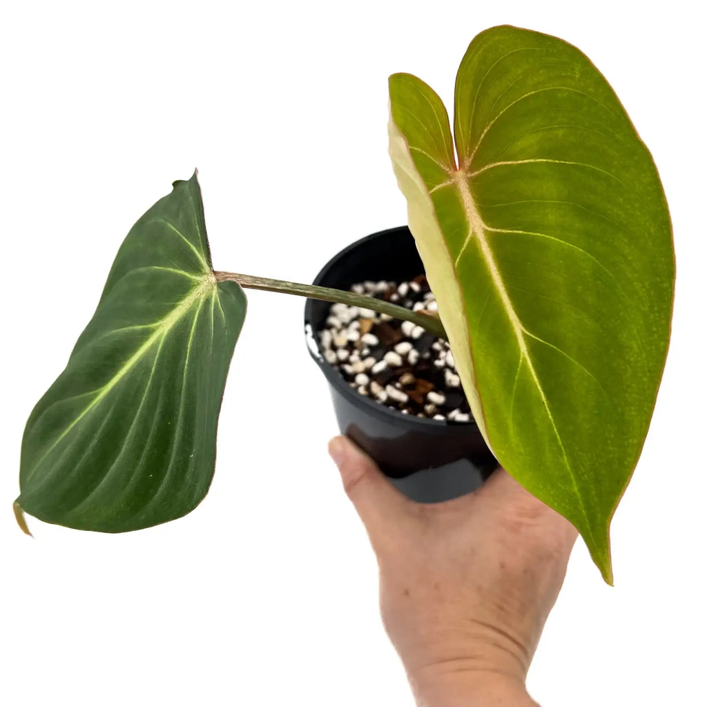 Philodendron gloriosum with heart-shaped leaves, ideal for rare indoor plants lovers in Australia. Express shipping available.