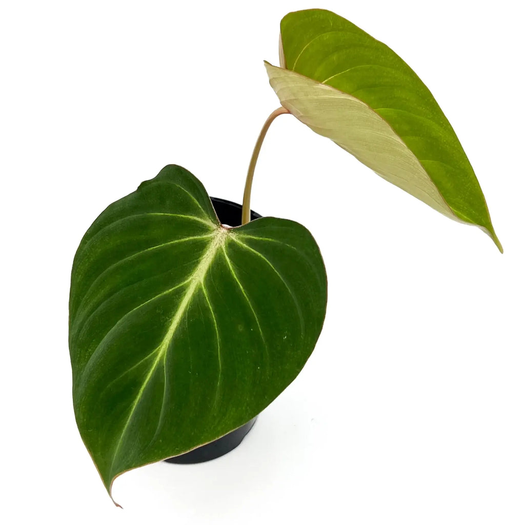 Philodendron gloriosum with large heart-shaped leaves, ideal rare indoor plant for Australian plant enthusiasts.