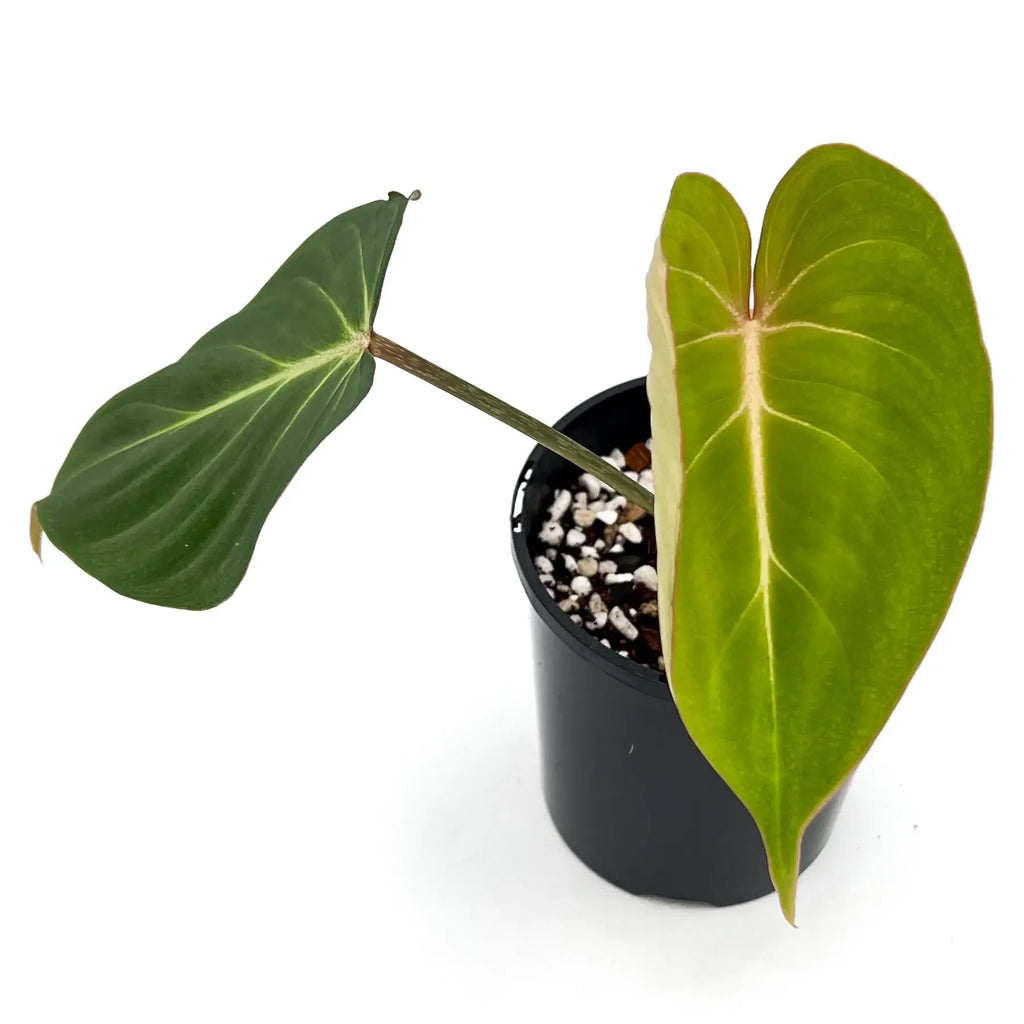 Philodendron gloriosum with large heart-shaped leaves, a rare indoor plant from Australia, ideal for plant enthusiasts.