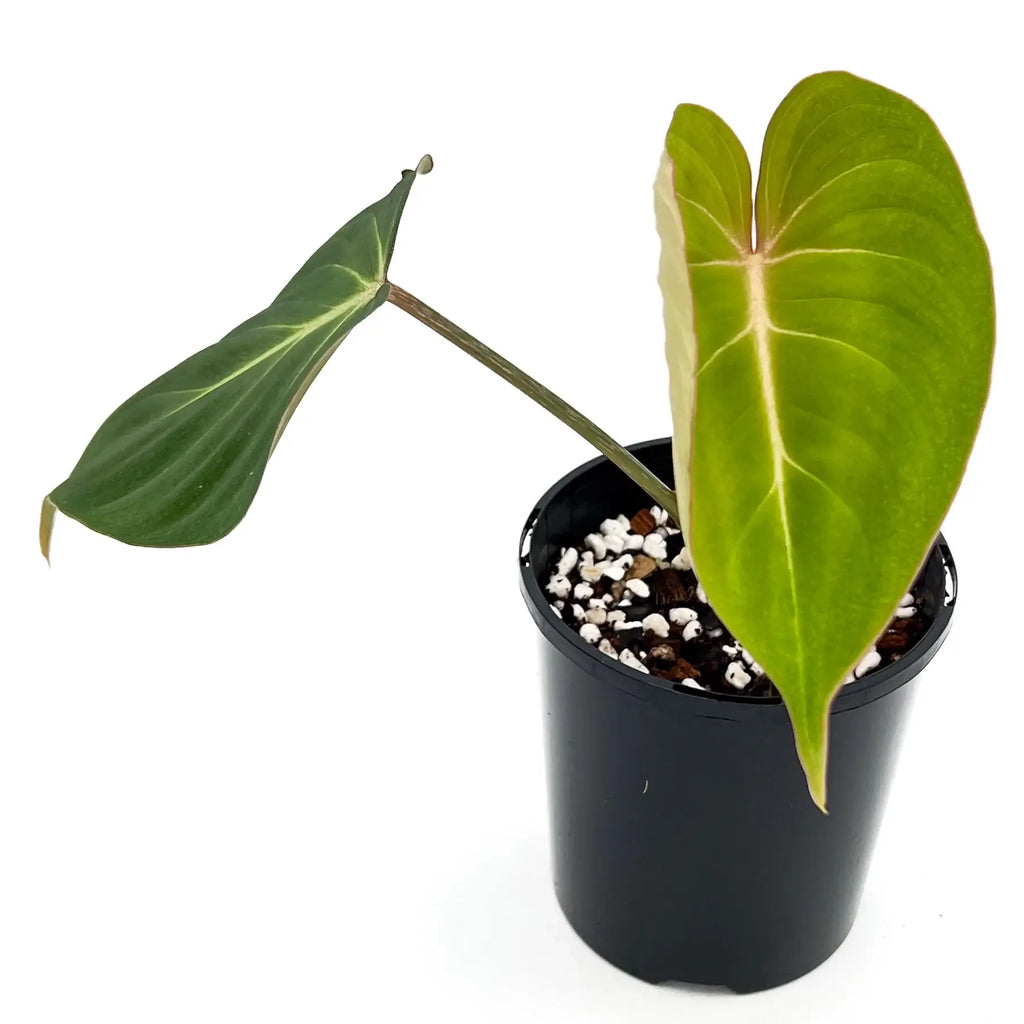 Philodendron gloriosum in a pot, showcasing heart-shaped leaves and distinctive veins. Perfect rare indoor plant.