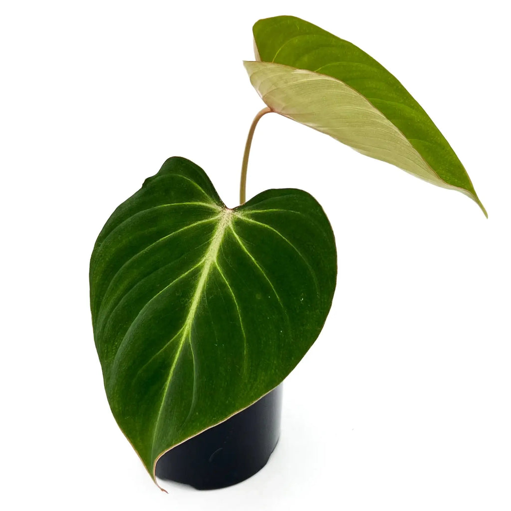 Philodendron gloriosum with large green leaves, a rare indoor plant thriving in a pot, ideal for Australian plant enthusiasts.