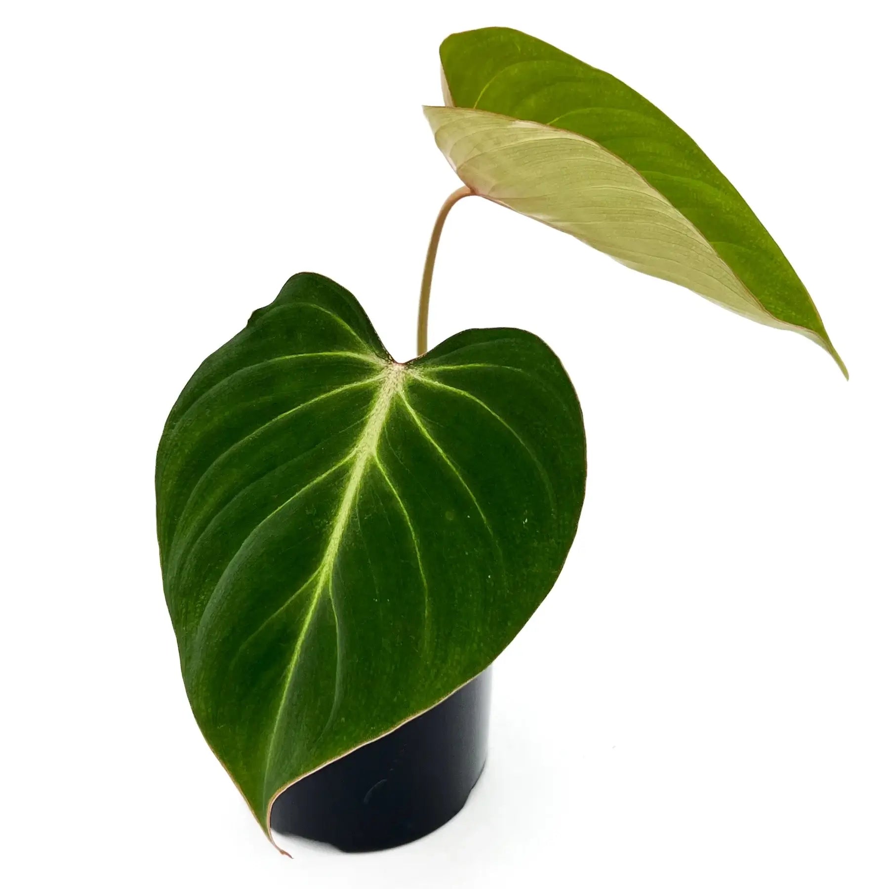 buy philodendron online eu Buy Philodendron Gloriosum
