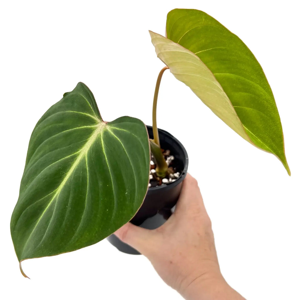 Philodendron gloriosum with large heart-shaped leaves in a black pot, ideal indoor plant from an Australian plant shop.