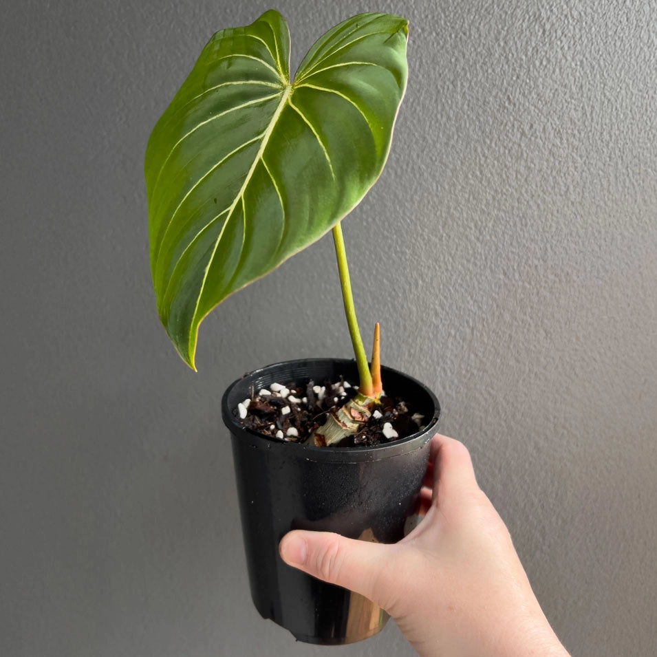 Philodendron gloriosum 'White Vein'