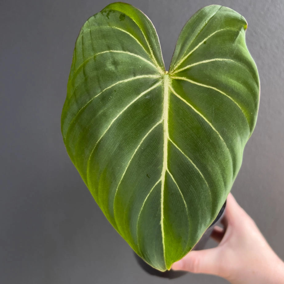 philodendron green leaves white veins Philodendron gloriosum 'White Vein'