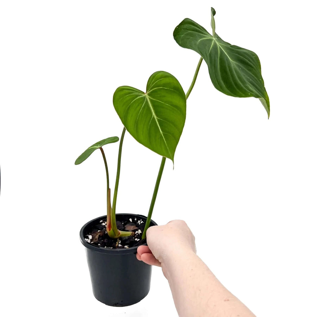 Philodendron gloriosum | Indoor Plant | Chalet Boutique - Australia