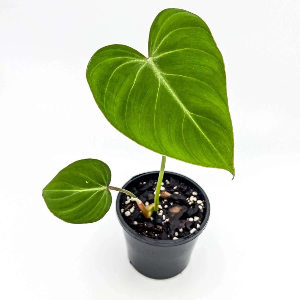 Philodendron gloriosum | Indoor Plant | Chalet Boutique - Australia