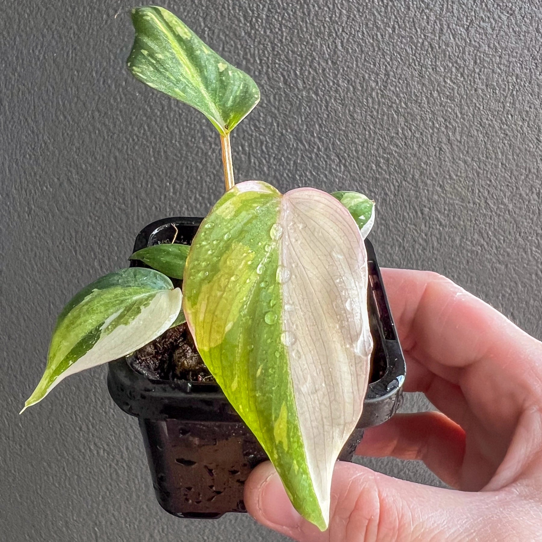 philodendron gloriosum for sale australia Philodendron gloriosum variegated
