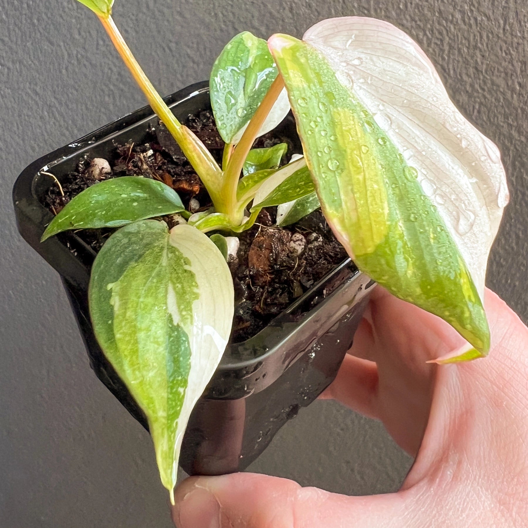 philodendron gloriosum for sale australia Philodendron gloriosum variegated