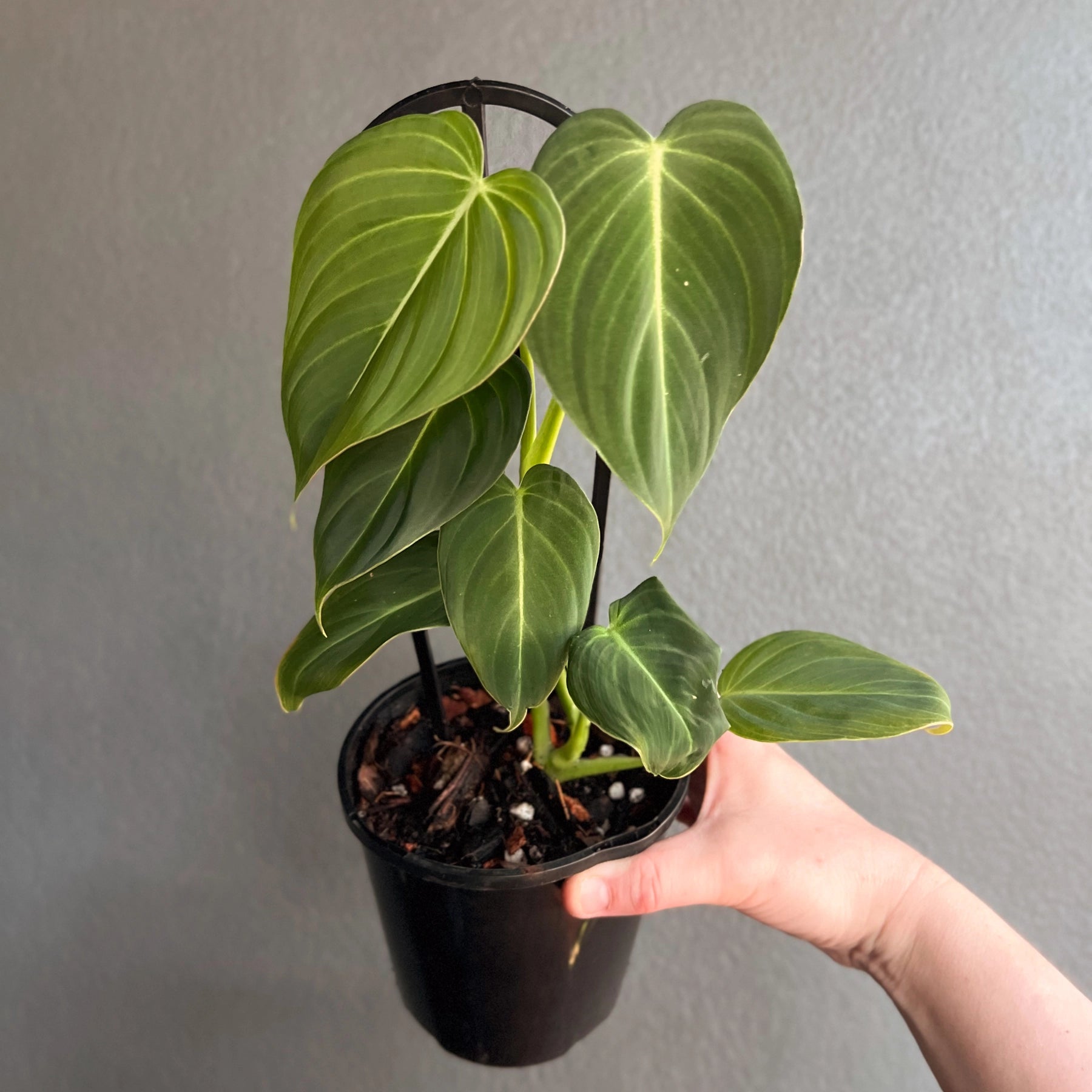 Philodendron 'Glorious'