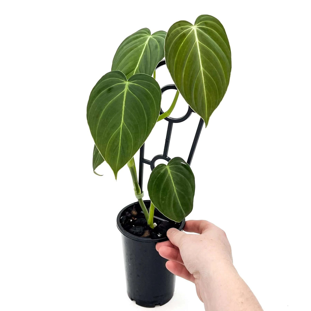 Philodendron glorious | Indoor Plant | Chalet Boutique - Australia