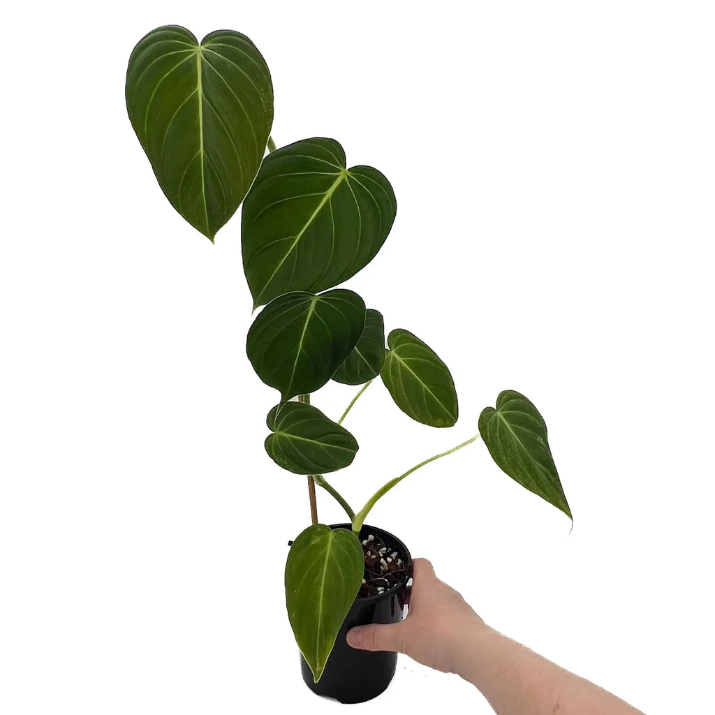 Philodendron glorious (gloriosum x melanochrysum) | Indoor Plant | Chalet Boutique - Australia