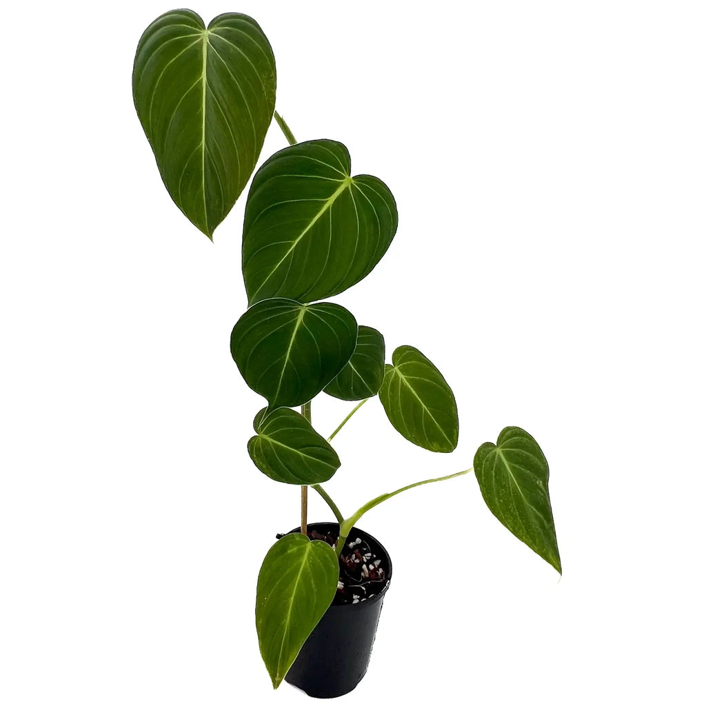 Philodendron glorious (gloriosum x melanochrysum) | Indoor Plant | Chalet Boutique - Australia