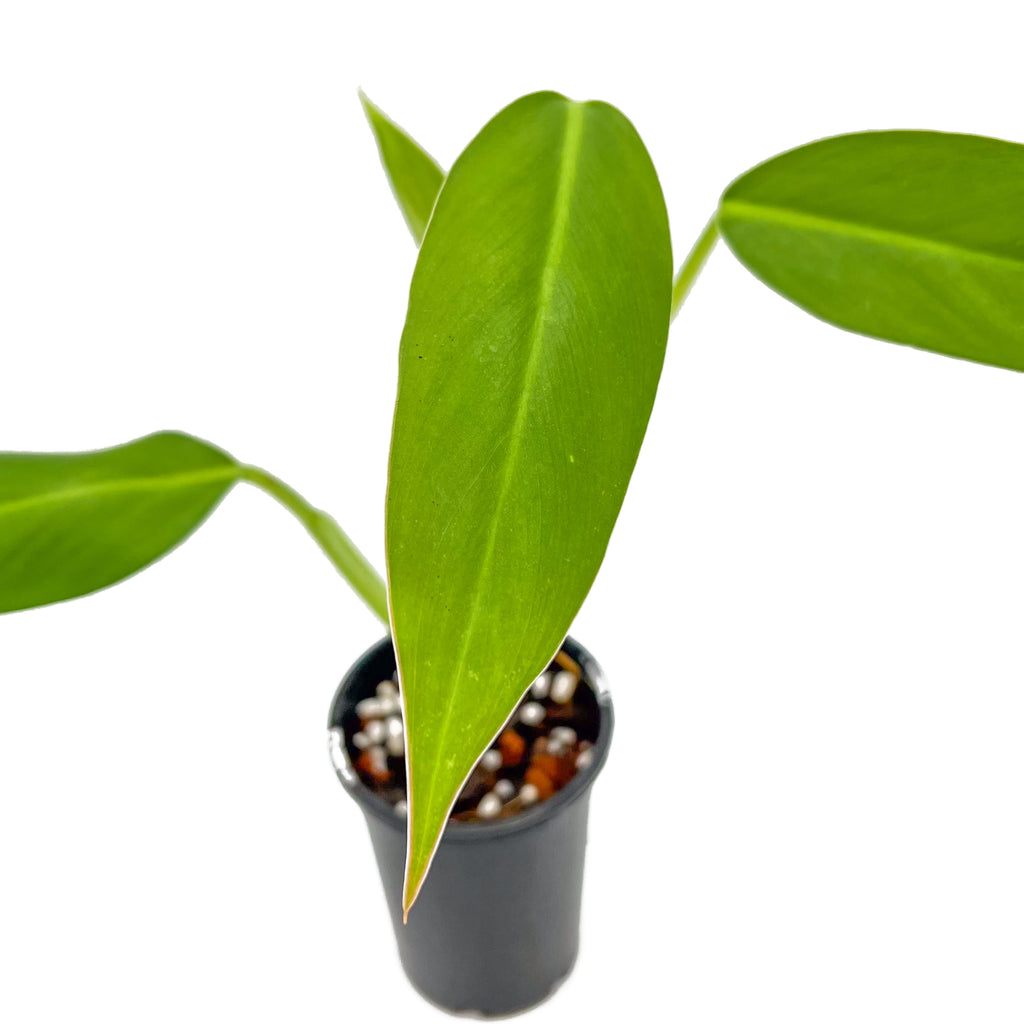 Philodendron 'Golden Tuxtla' with vibrant golden leaves in a nursery pot, ideal for indoor plant lovers in Australia.