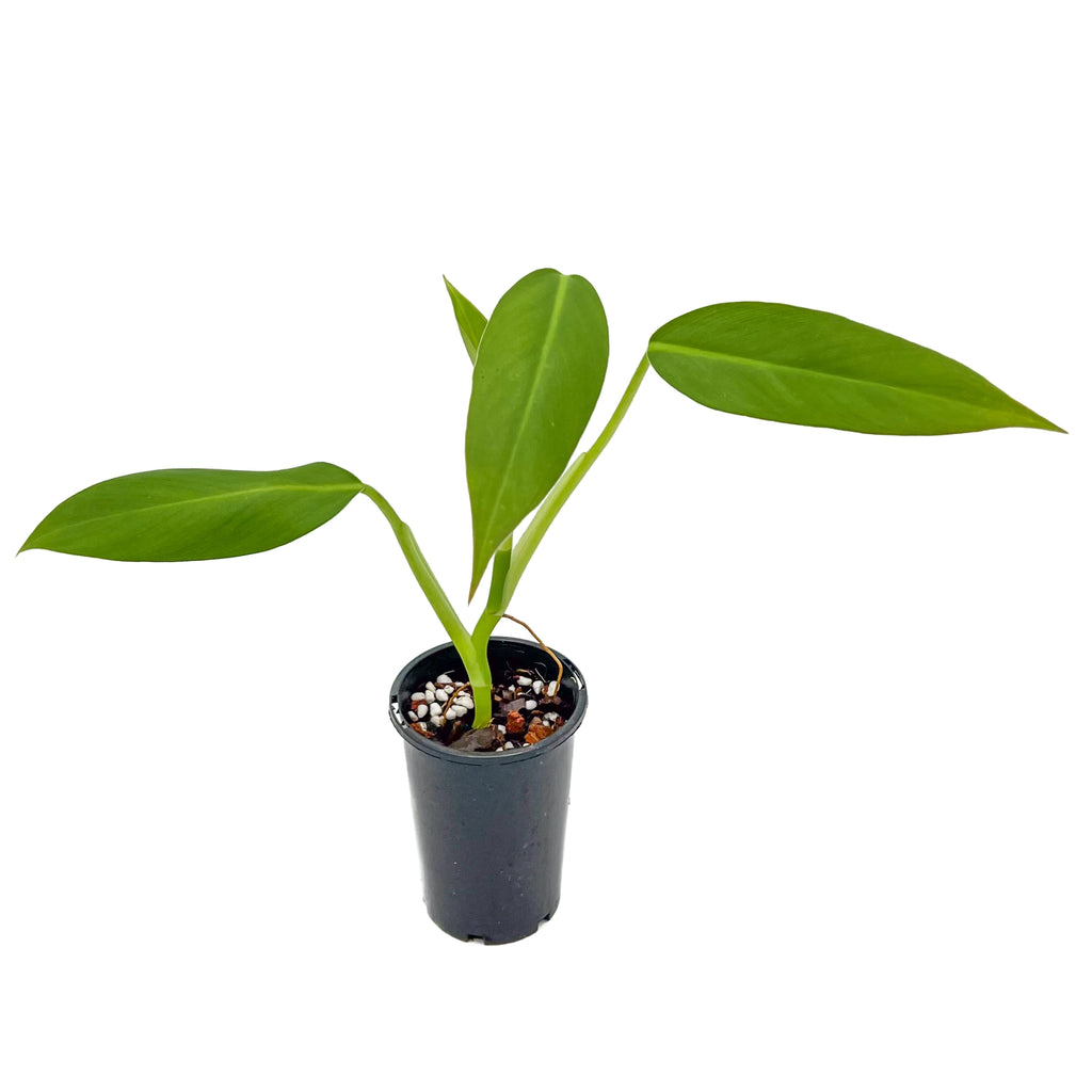 Philodendron 'Golden Tuxtla' in 14cm nursery pot, ideal rare indoor plant for vibrant decor, available in Australia.