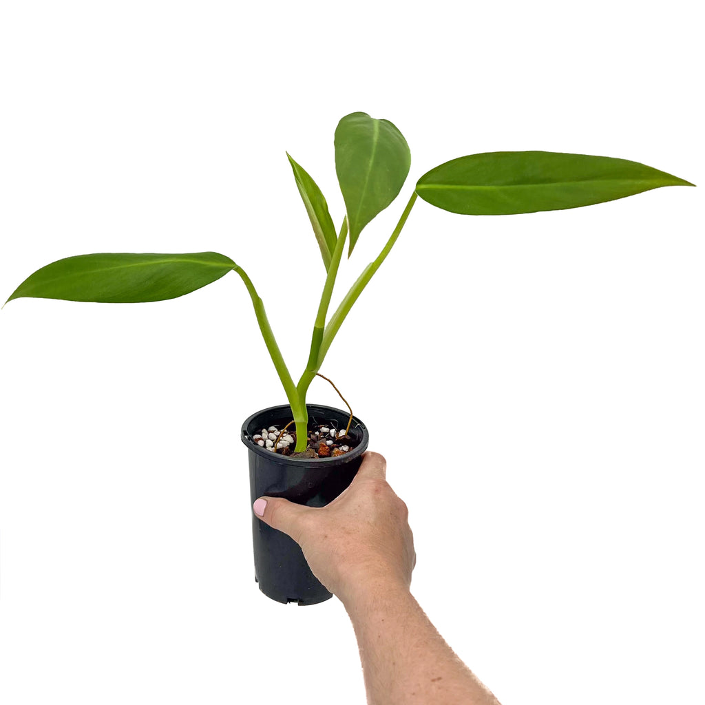 Philodendron 'Golden Tuxla' in black nursery pot held by a hand, showcasing lush green leaves, perfect for indoor plants.