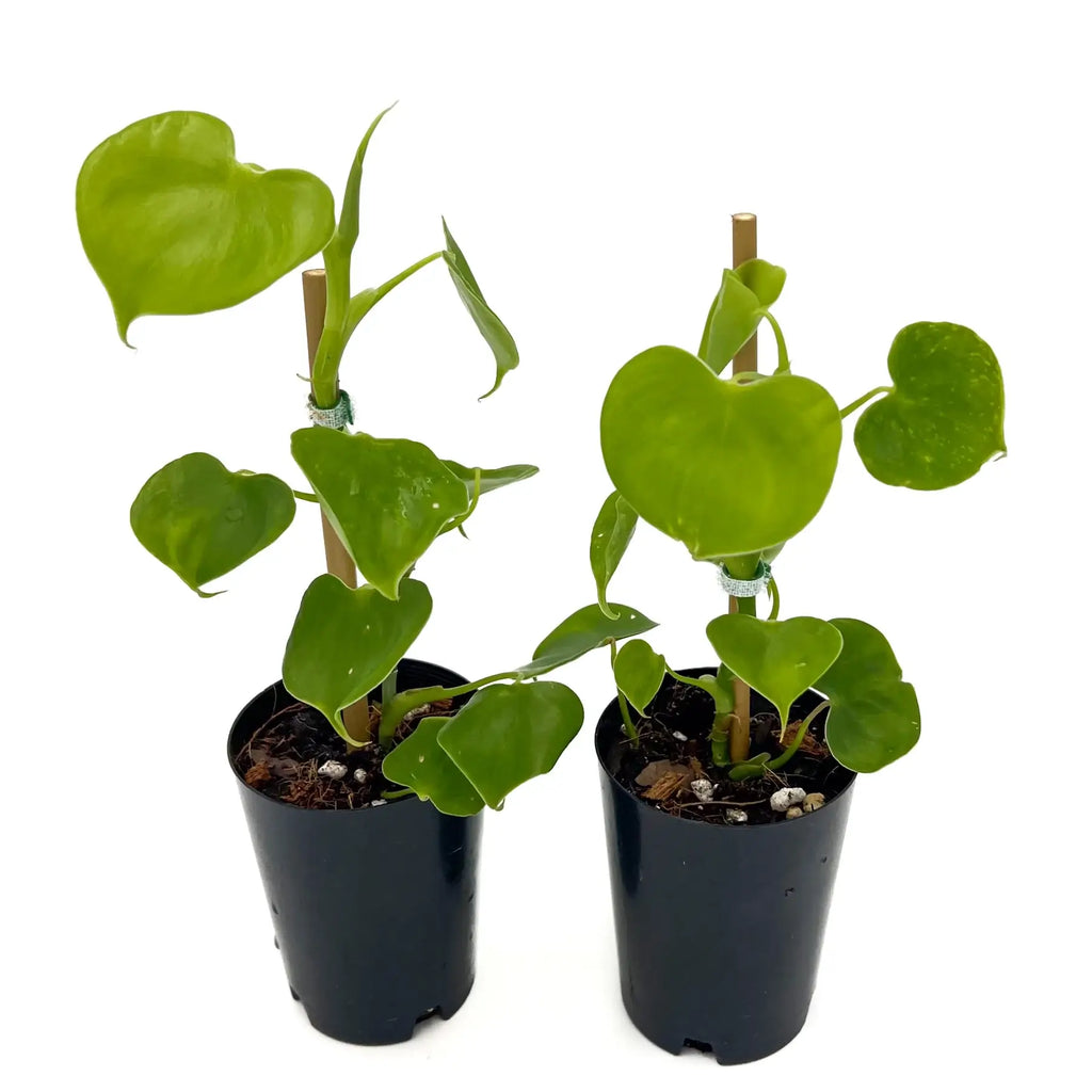 Two lush Philodendron grazielae plants in black nursery pots, featuring glossy heart-shaped leaves. Chalet Boutique, Australia.