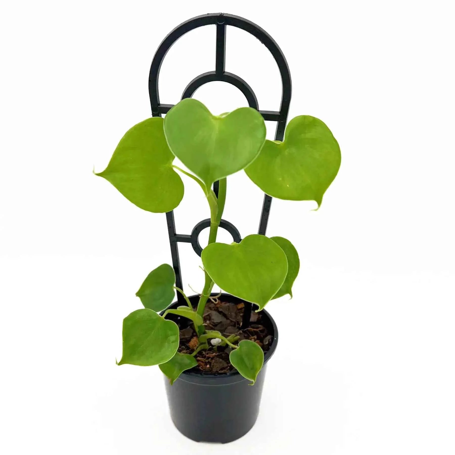 philodendron grazielae rare Buy Philodendron Grazielae