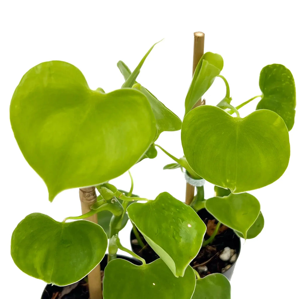 Philodendron grazielae with glossy heart-shaped leaves in 10cm nursery pots, perfect for indoor spaces. Chalet Boutique, Australia.