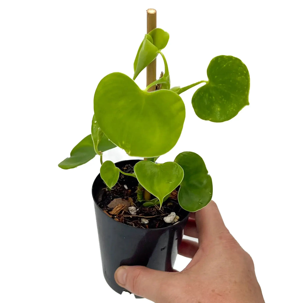 Philodendron grazielae with glossy heart-shaped leaves in a nursery pot held by a person, ideal for indoor spaces. Chalet Boutique, Australia.