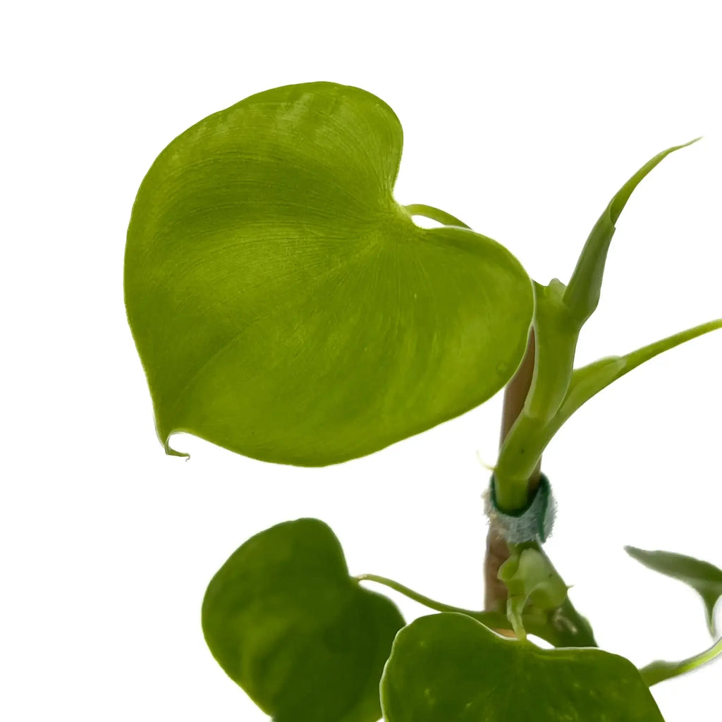 Close-up of a glossy heart-shaped leaf of Philodendron grazielae, showcasing its vibrant green color. Chalet Boutique, Australia.