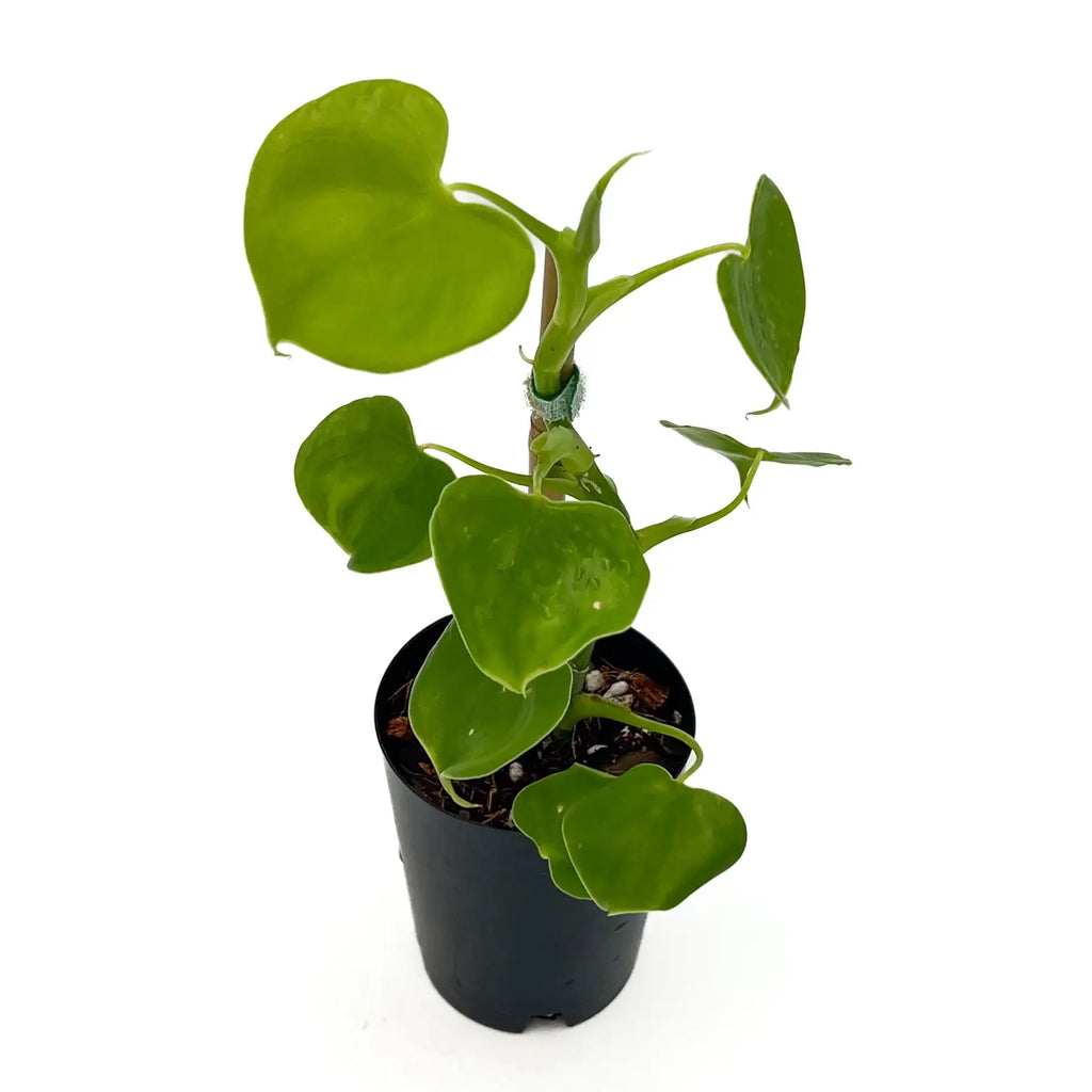 Philodendron grazielae in a black nursery pot, showcasing glossy green heart-shaped leaves, an ideal rare indoor plant.