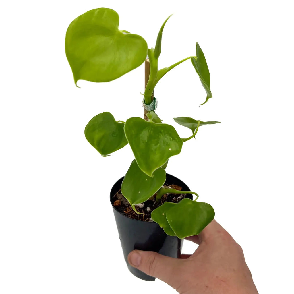 Philodendron grazielae in a black pot, showcasing heart-shaped leaves, ideal rare indoor plant for a tropical vibe.