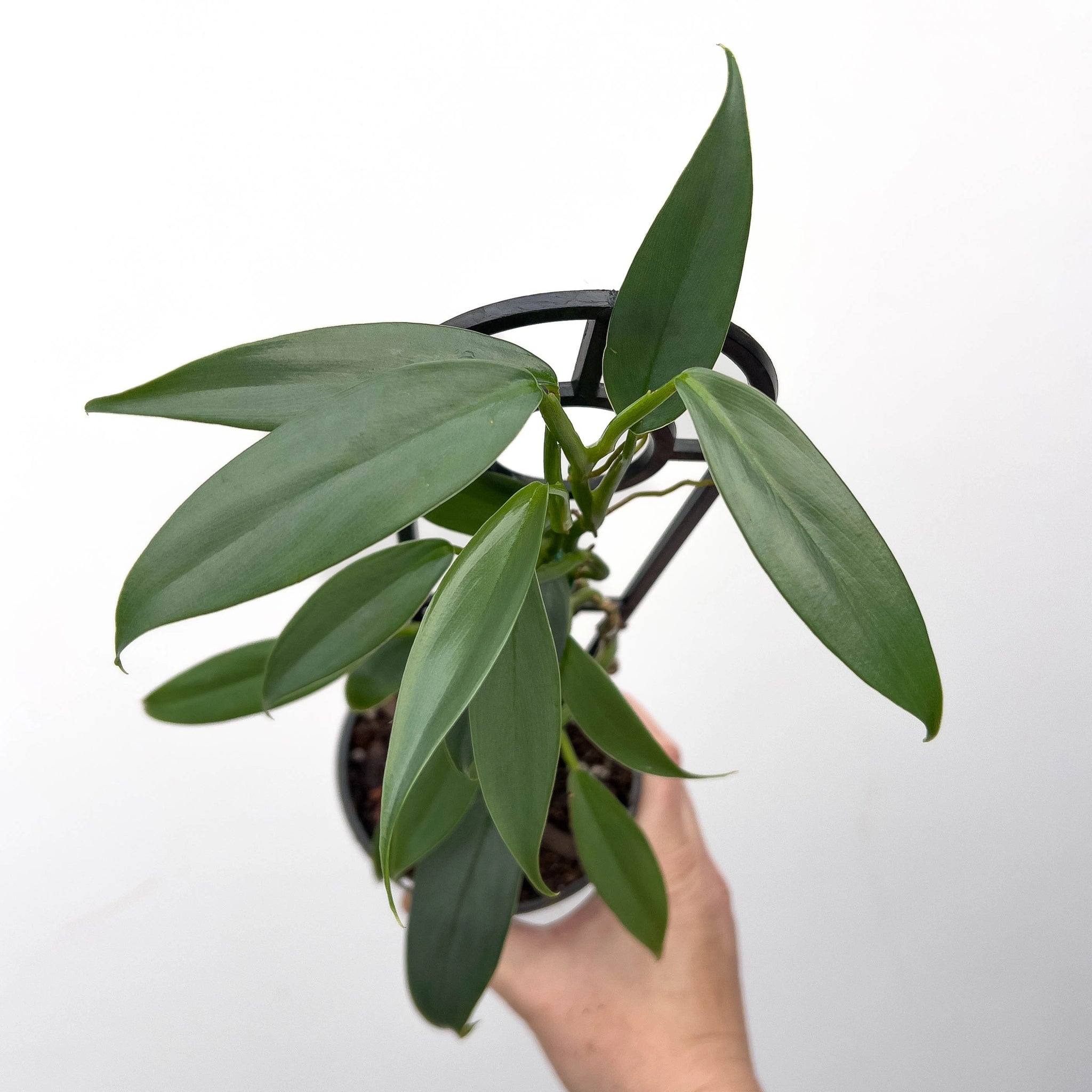 philodendron bipennifolium vs hastatum Philodendron hastatum 'Silver Sword Narrow Form'
