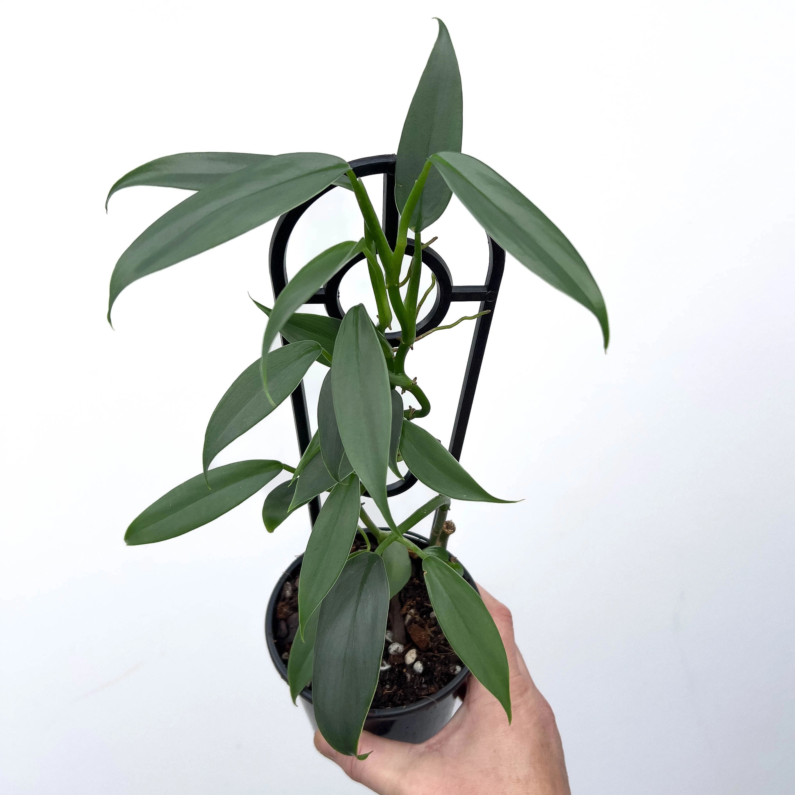 is philodendron hastatum rare Philodendron hastatum 'Silver Sword Narrow Form'