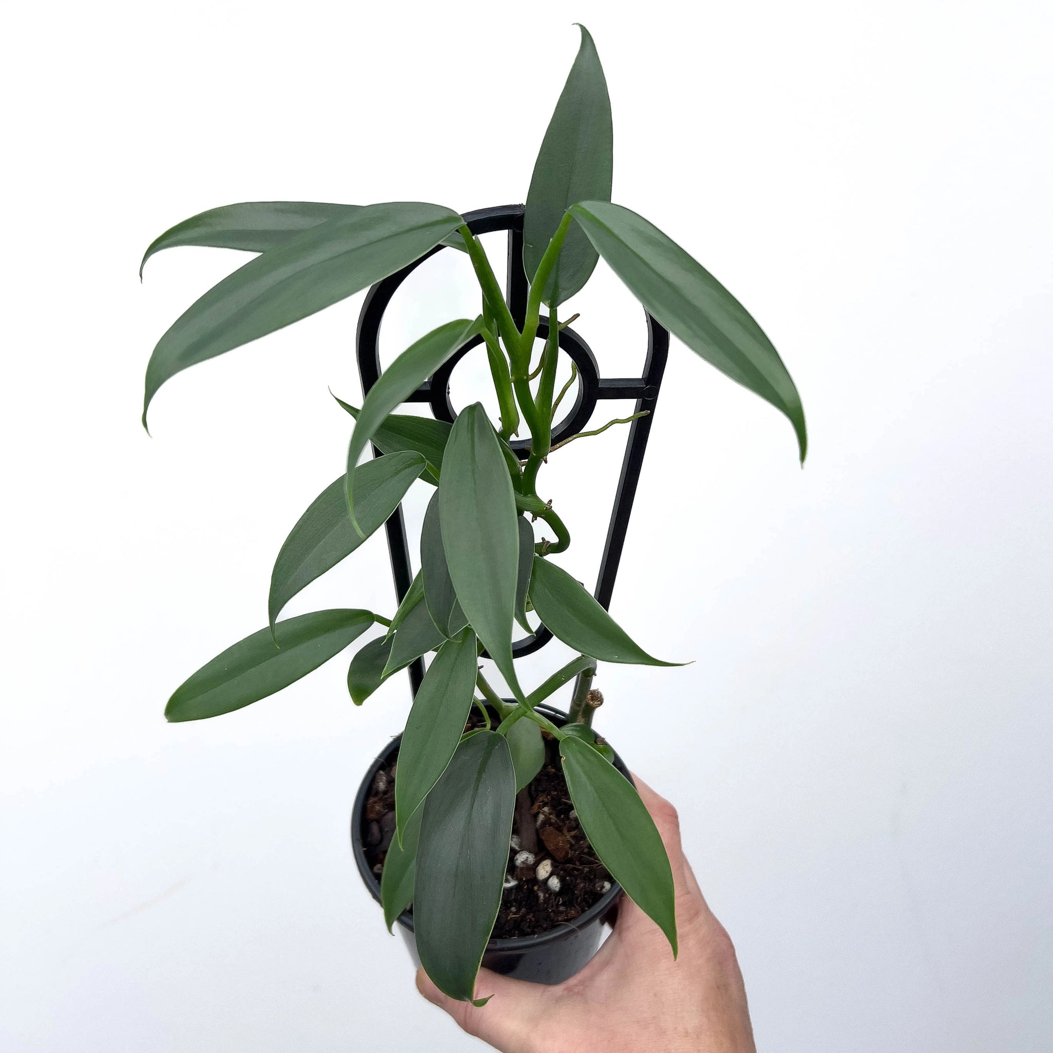 philodendron narrow form Philodendron hastatum 'Silver Sword Narrow Form'